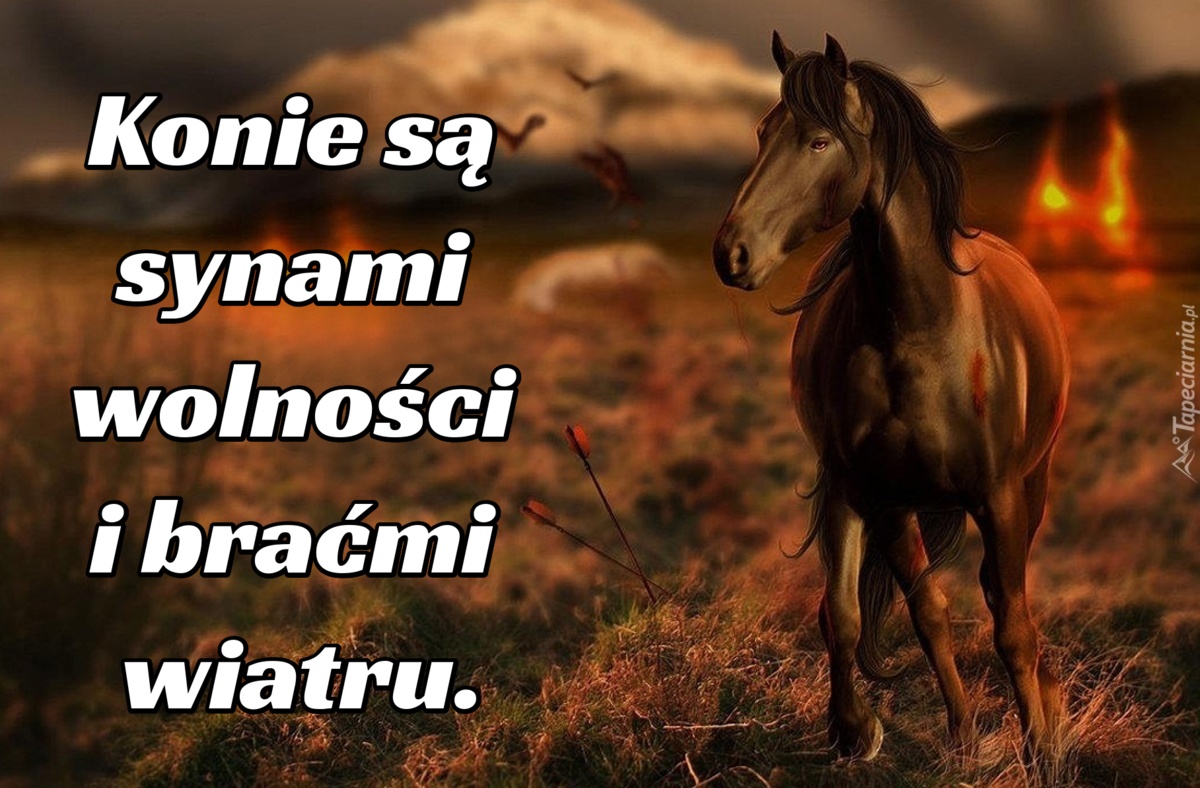 Konie są synami wolności i braćmi wiatru