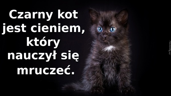 Czarny kot jest cieniem, który nauczył się mruczeć