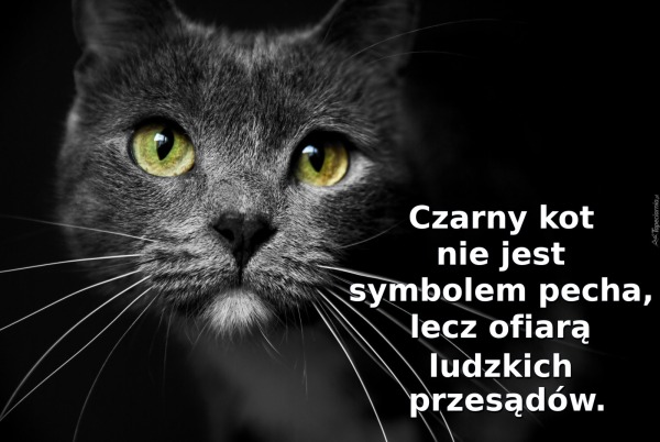 Czarny kot nie jest symbolem pecha, lecz ofiarą ludzkich przesądów