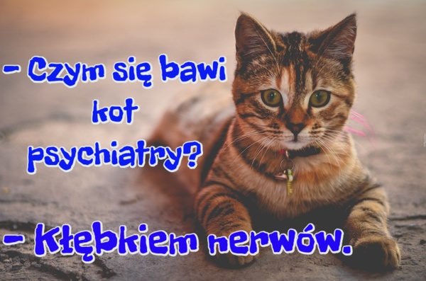 - Czym się bawi kot psychiatry? - Kłębkiem nerwów