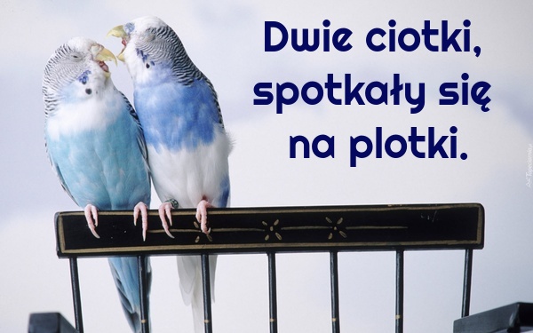 Dwie ciotki, spotkały się na plotki