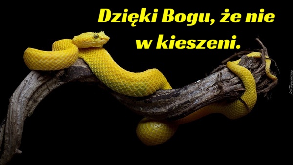Dzięki Bogu, że nie w kieszeni