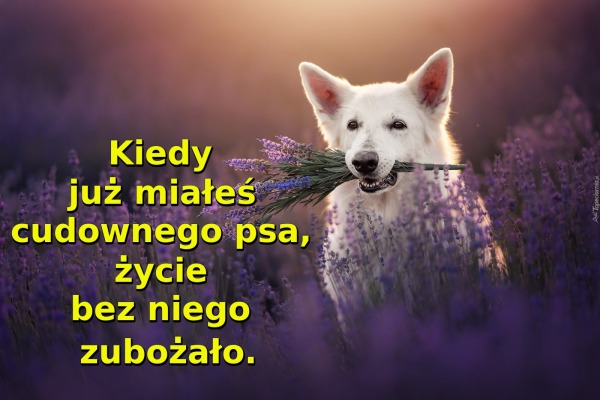 Kiedy już miałeś cudownego psa, życie bez niego zubożało
