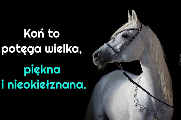Często słyszę: Tobie to się marzy książę na białym koniu.