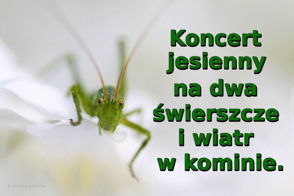 Koncert jesienny na dwa świerszcze i wiatr w kominie