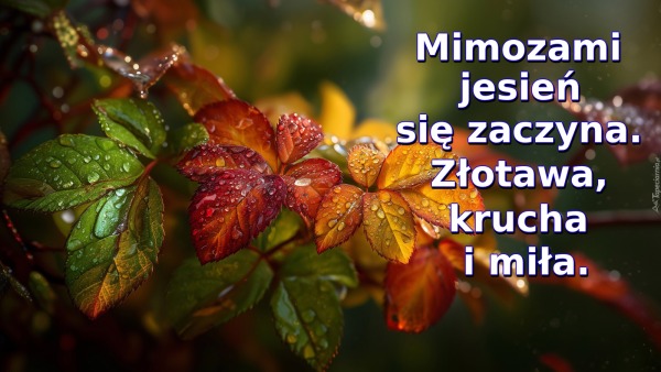 Mimozami jesień się zaczyna. Złotawa, krucha i miła