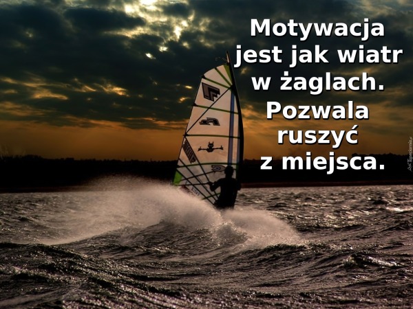 Między rekinami