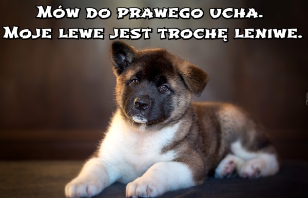 Mów do prawego ucha. Moje lewe jest trochę leniwe