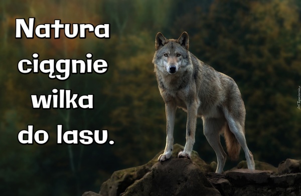 Nie wywołuj wilka z lasu