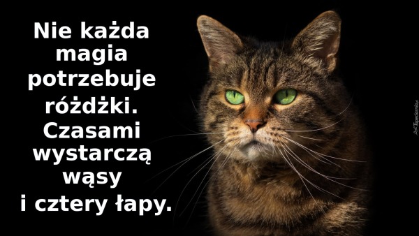 Nie każda magia potrzebuje różdżki. Czasami wystarczą wąsy i cztery łapy