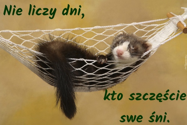 Nie liczy dni, kto szczęście swe śni