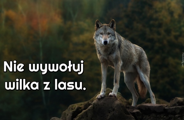 Natura ciągnie wilka...