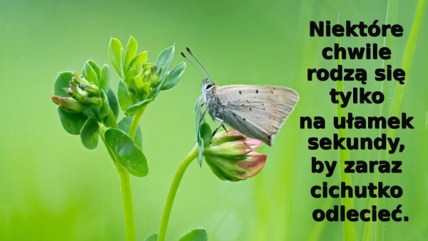 Niektóre chwile rodzą się tylko na ułamek sekundy, by zaraz cichutko odlecieć