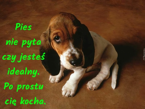 Pies  nie pyta  czy jesteś  idealny.  Po prostu  cię kocha