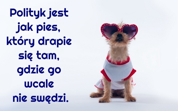 Polityk jest jak pies, który drapie się tam, gdzie go wcale nie swędzi