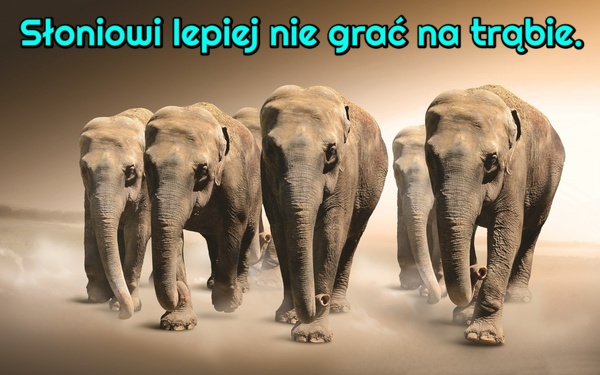 Słoniowi lepiej nie grać na trąbie