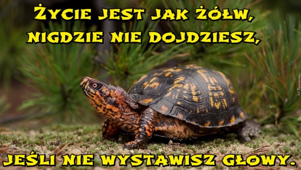 Życie jest jak żółw, nigdzie nie dojdziesz, jeśli nie wystawisz głowy