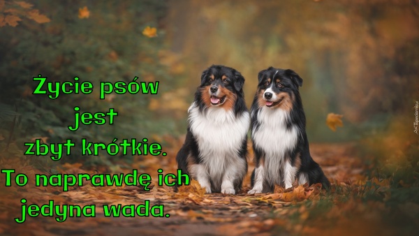 Życie psów jest zbyt krótkie. To naprawdę ich jedyna wada