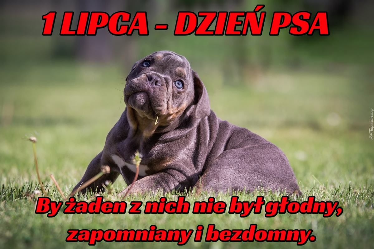1 LIPCA - DZIEŃ PSA