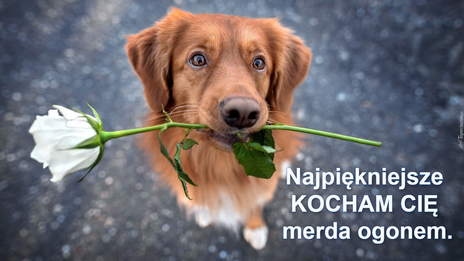 Najpiękniejsze 
KOCHAM CIĘ 
merda ogonem.