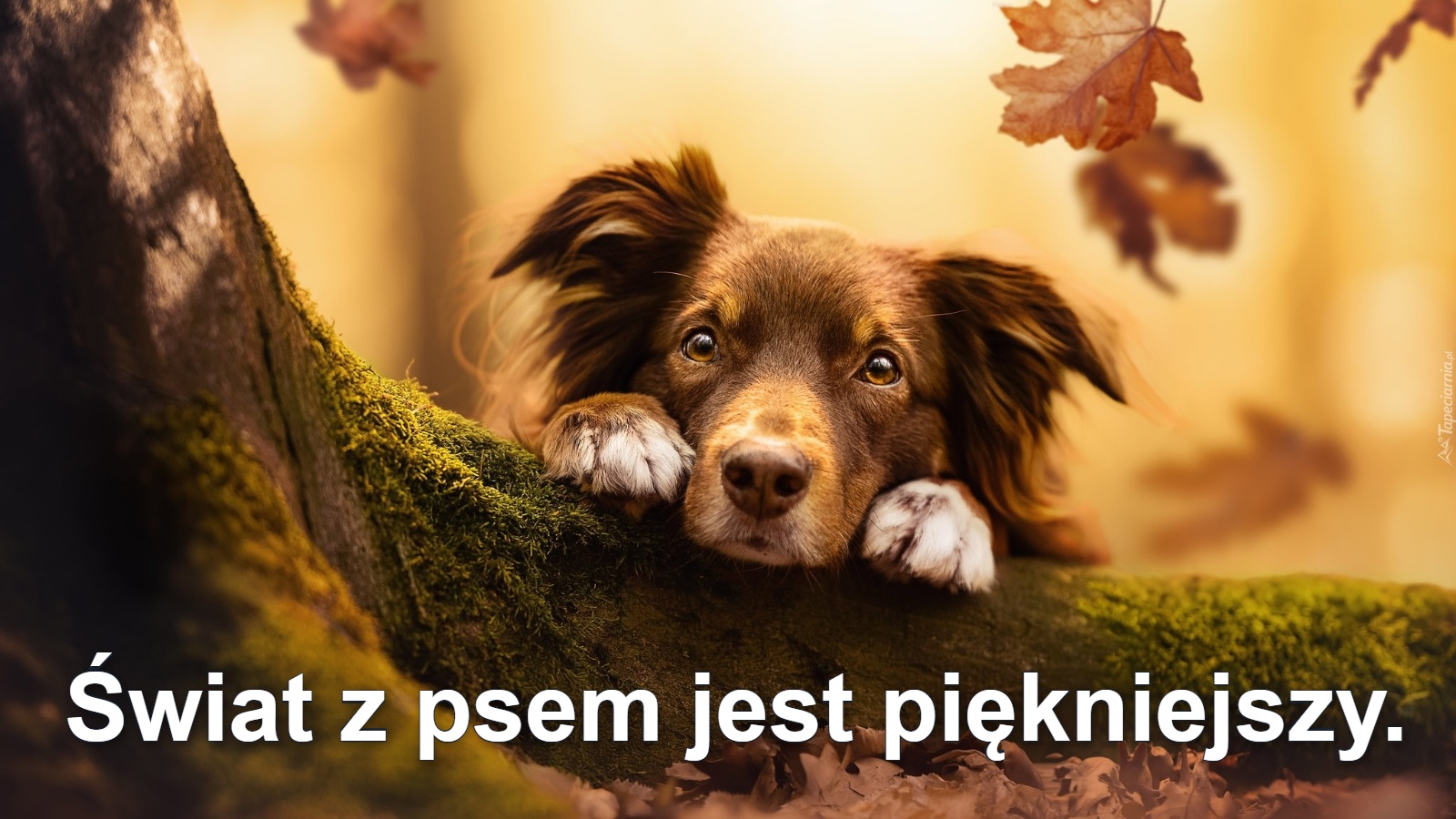 Świat z psem jest piękniejszy.