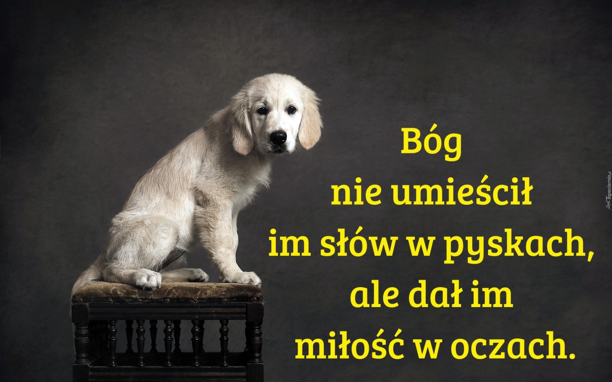 Bóg nie umieścił im słów w pyskach, ale dał im miłość w oczach