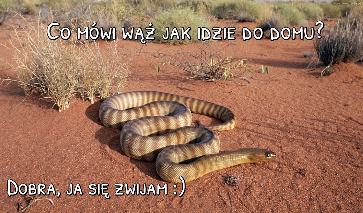 Co mówi wąż