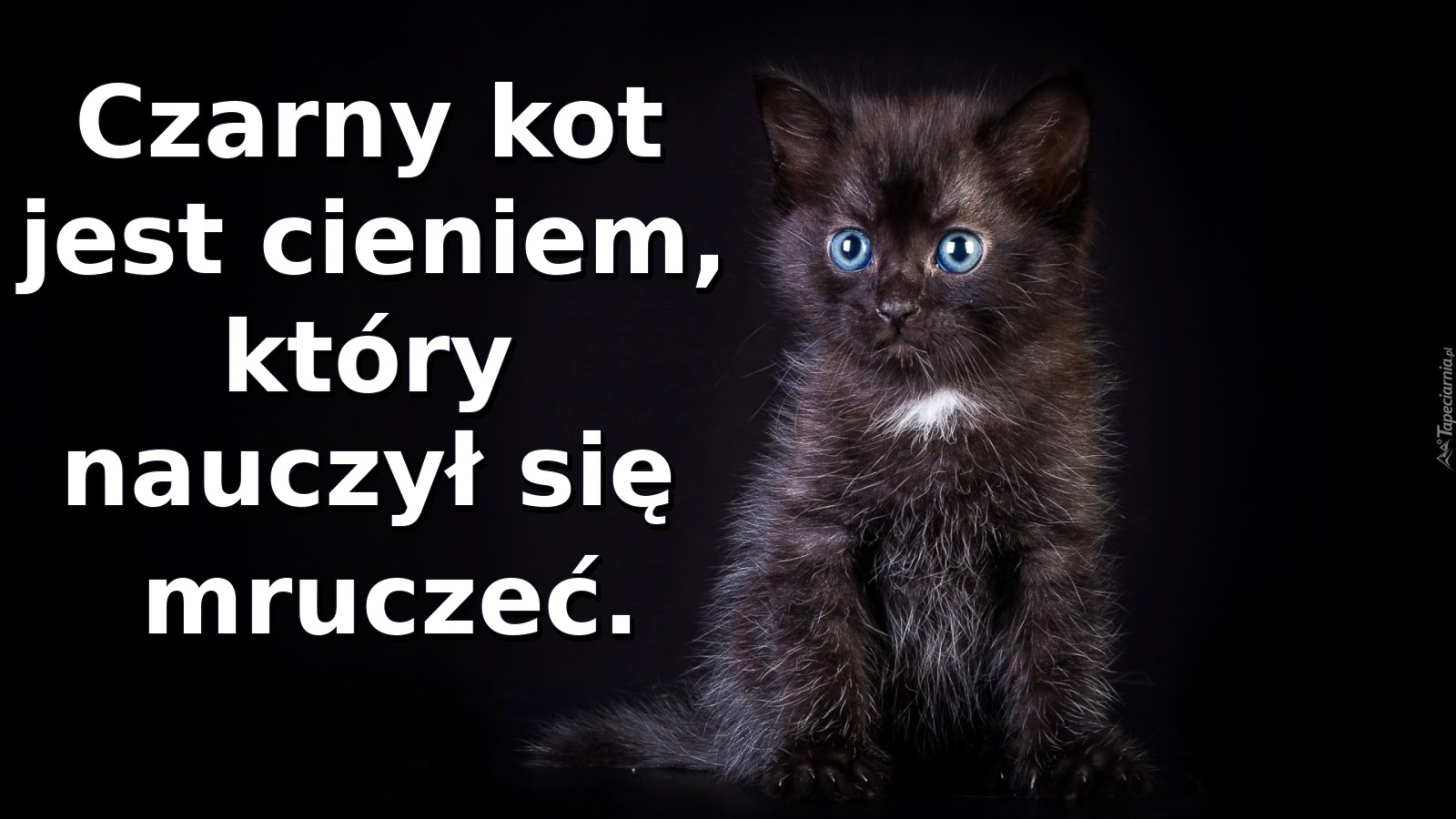 Czarny kot jest cieniem, który nauczył się mruczeć
