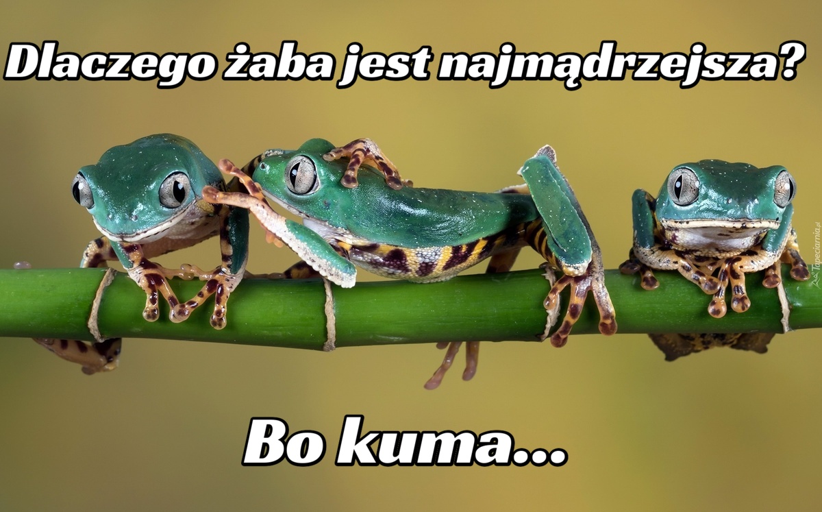 Dlaczego żaba jest najmądrzejsza? Bo kuma