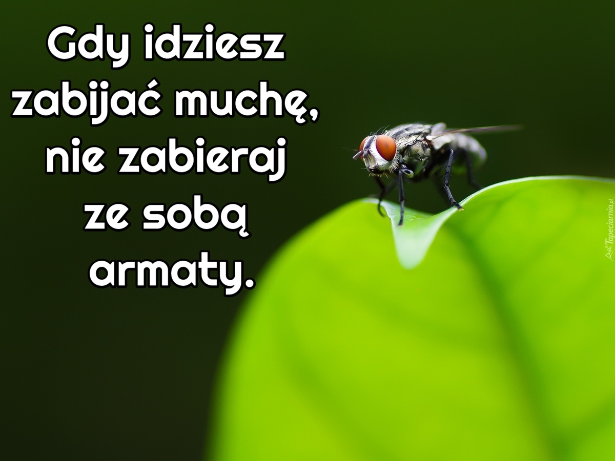 Gdy idziesz zabijać muchę, nie zabieraj ze sobą armaty