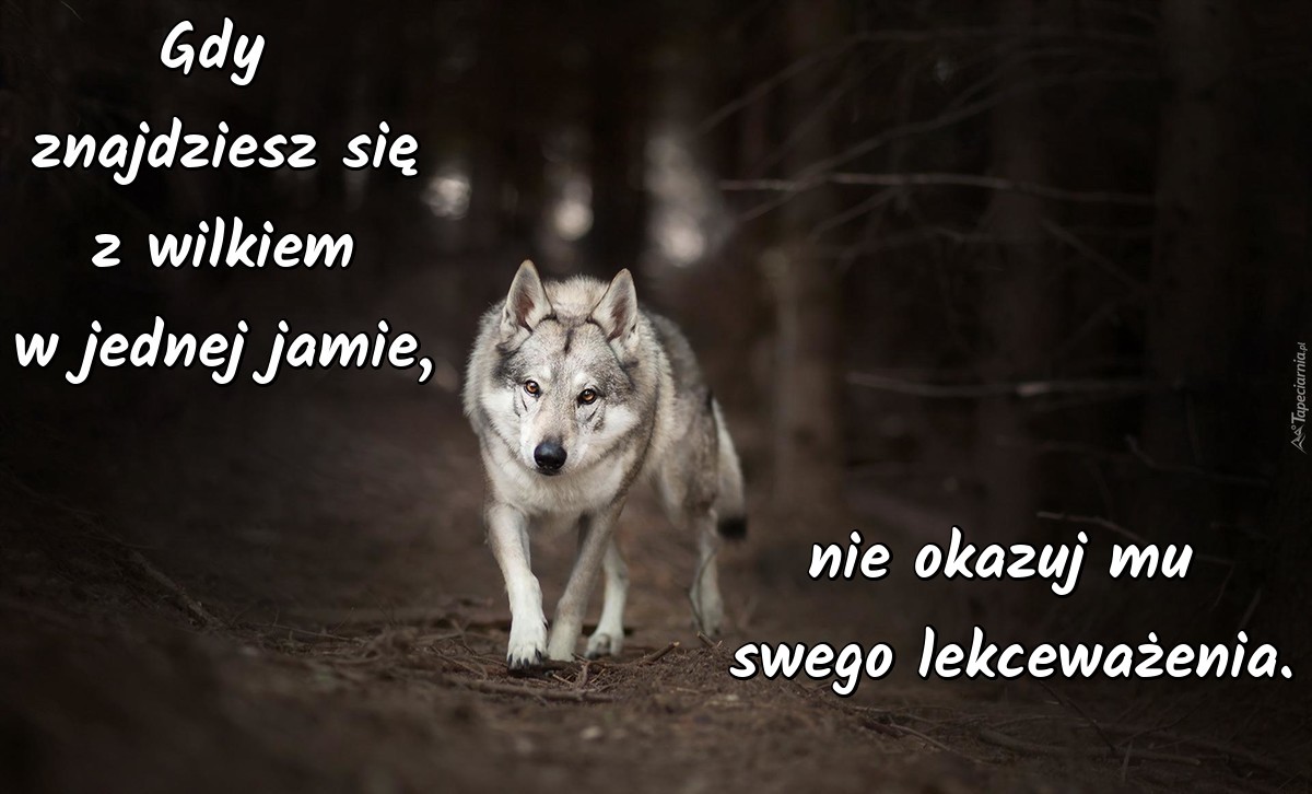 Gdy znajdziesz się z wilkiem w jednej jamie, nie okazuj mu swego lekceważenia