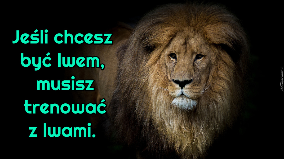 Jeśli chcesz być lwem, musisz trenować z lwami