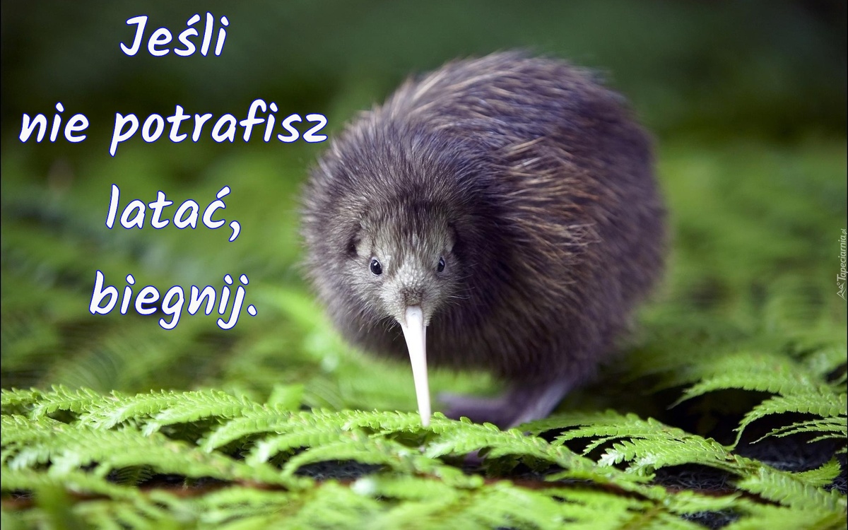 Jeśli nie potrafisz latać, biegnij