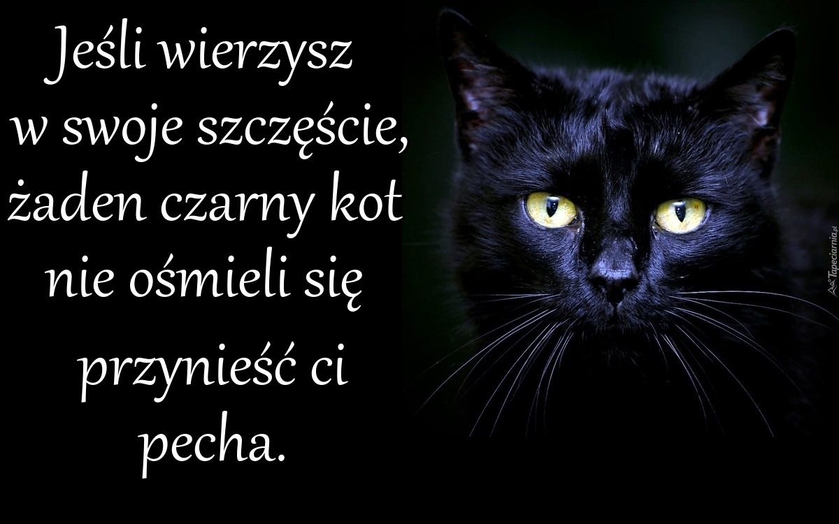Jeśli wierzysz w swoje szczęście, żaden czarny kot nie ośmieli się...