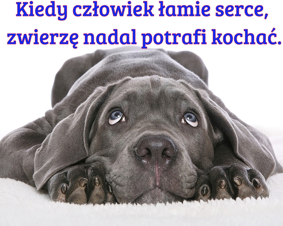 Kiedy człowiek łamie serce, zwierzę nadal potrafi kochać