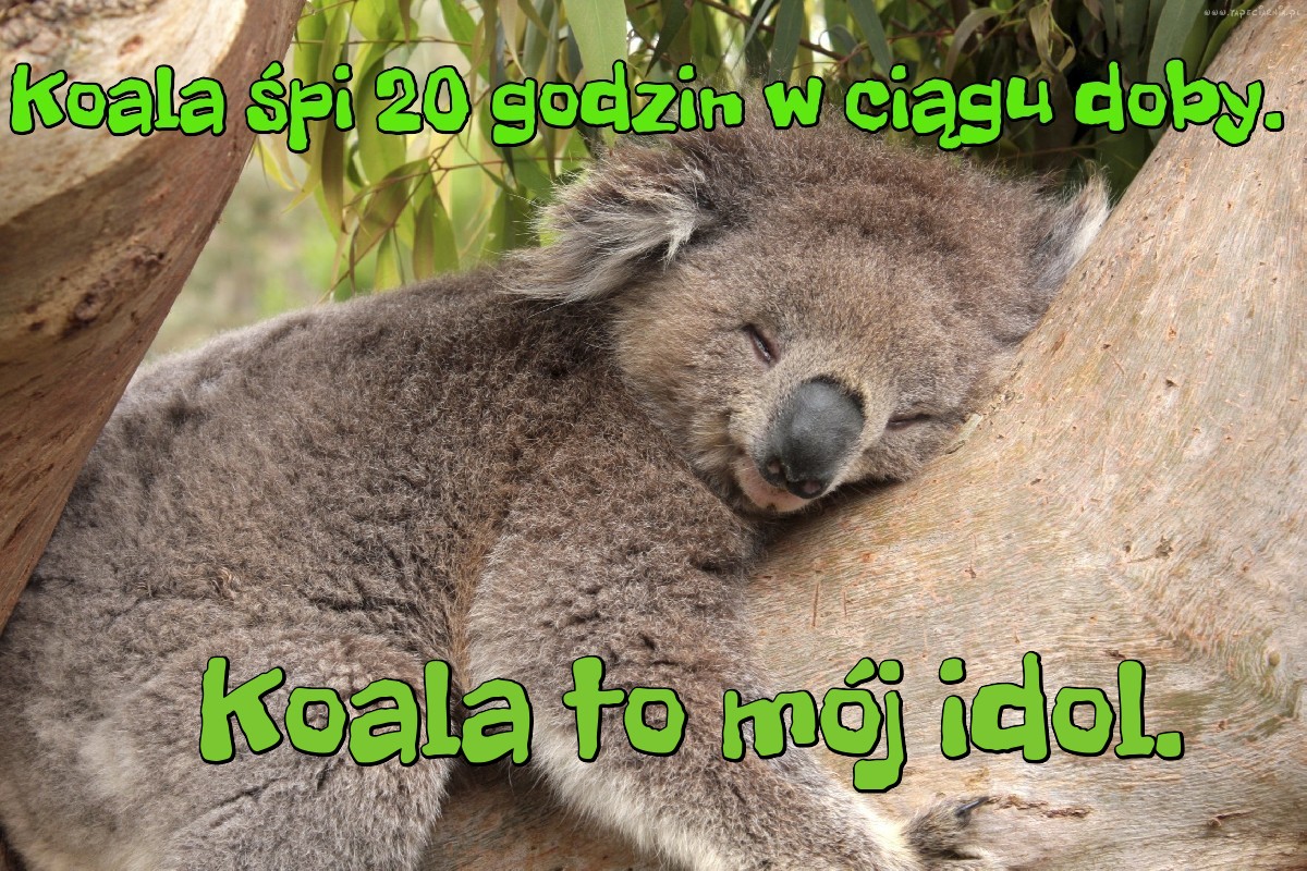 Koala śpi 20 godzin w ciągu doby.