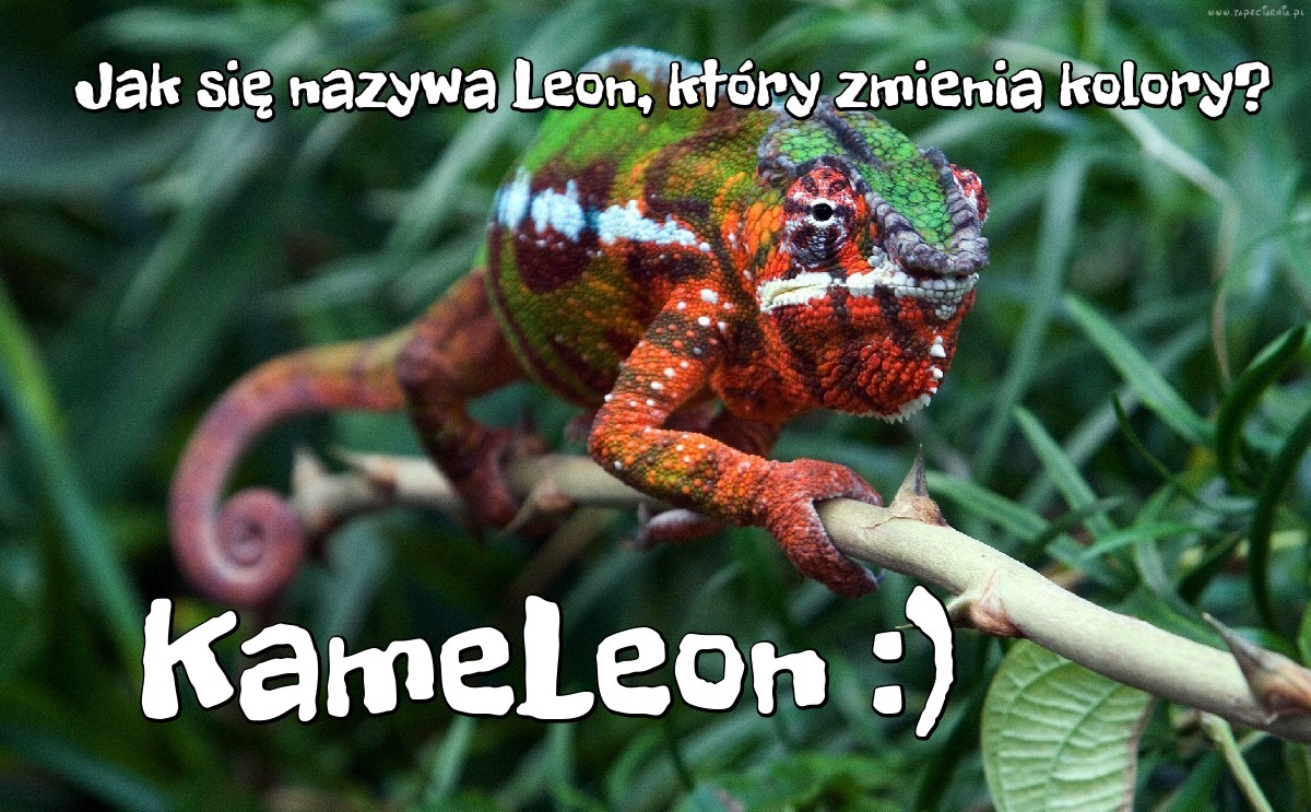 Kolorowy Leon