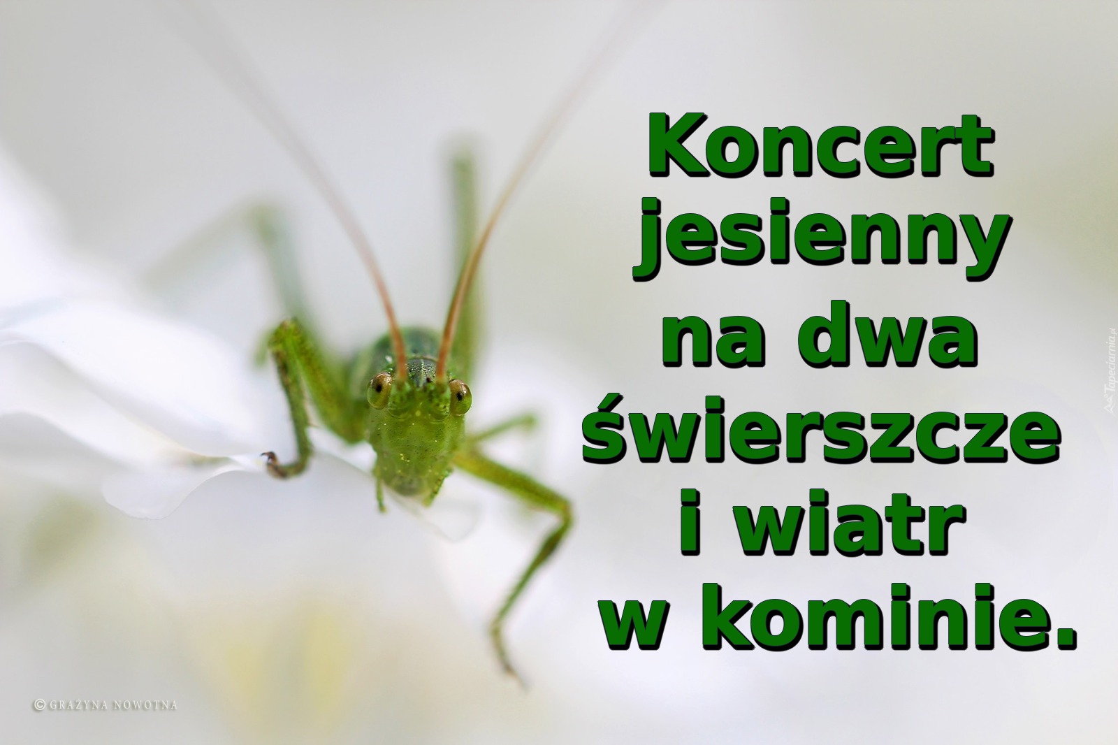 Koncert jesienny na dwa świerszcze i wiatr w kominie