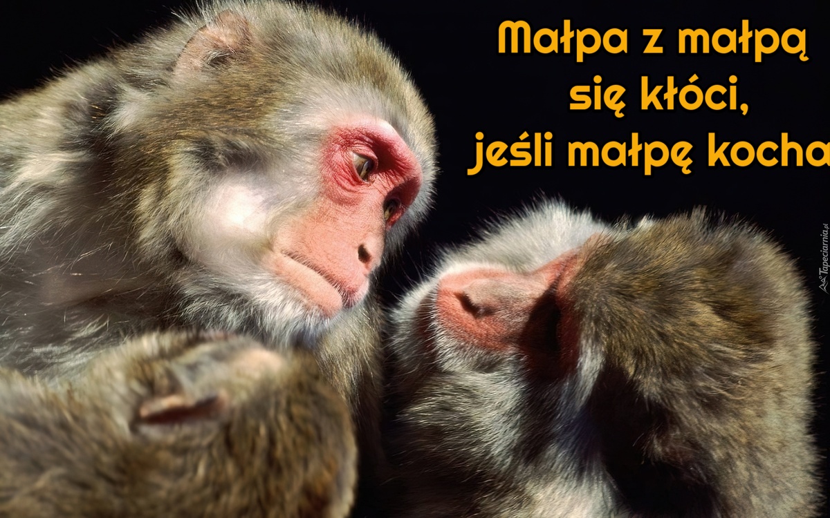 Małpa z małpą się kłóci, jeśli małpę kocha