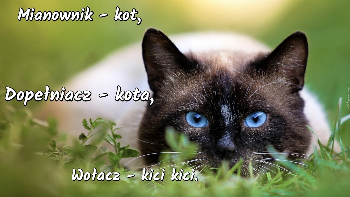 Mianownik, dopełniacz, wołacz