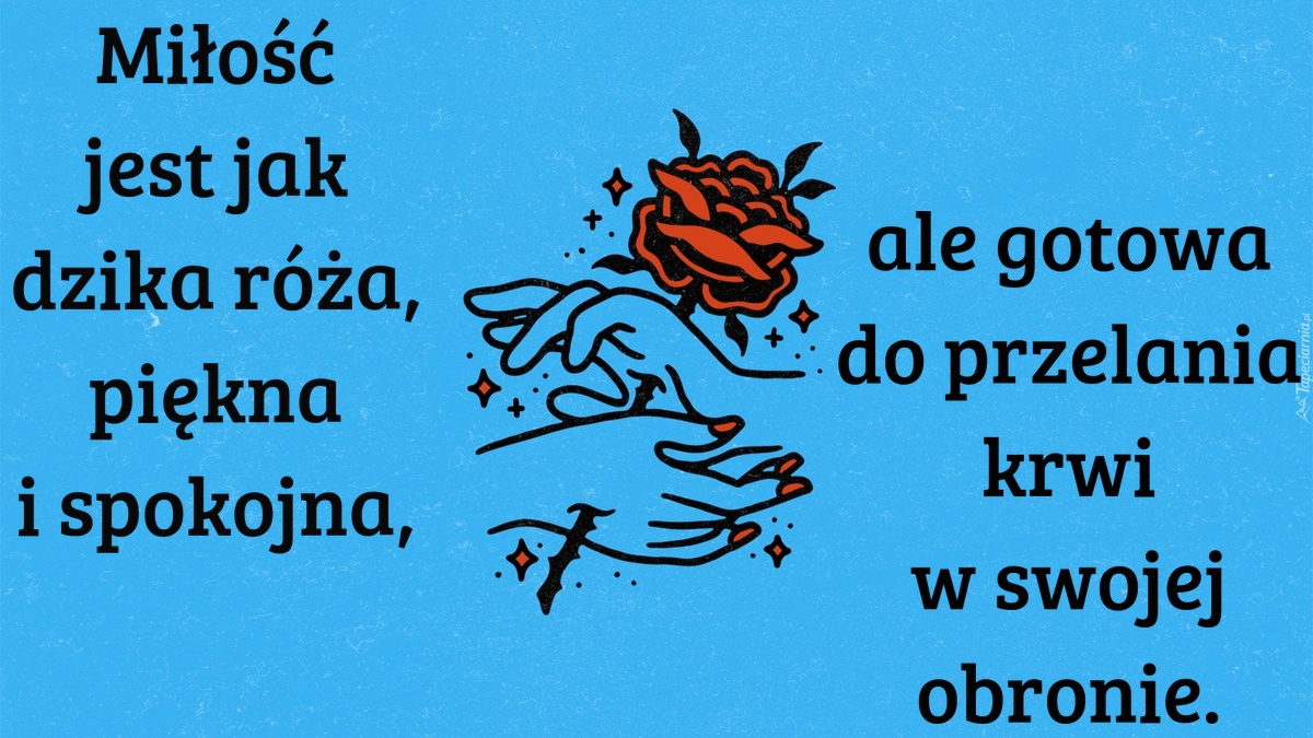 Miłość jest jak dzika róża, piękna i spokojna, ale gotowa do przelania krwi w swojej obronie