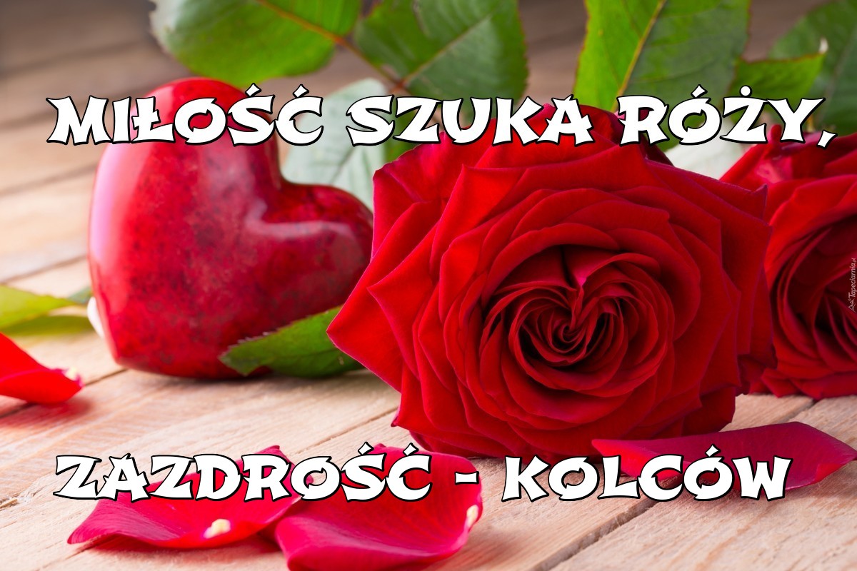 Miłość szuka róży