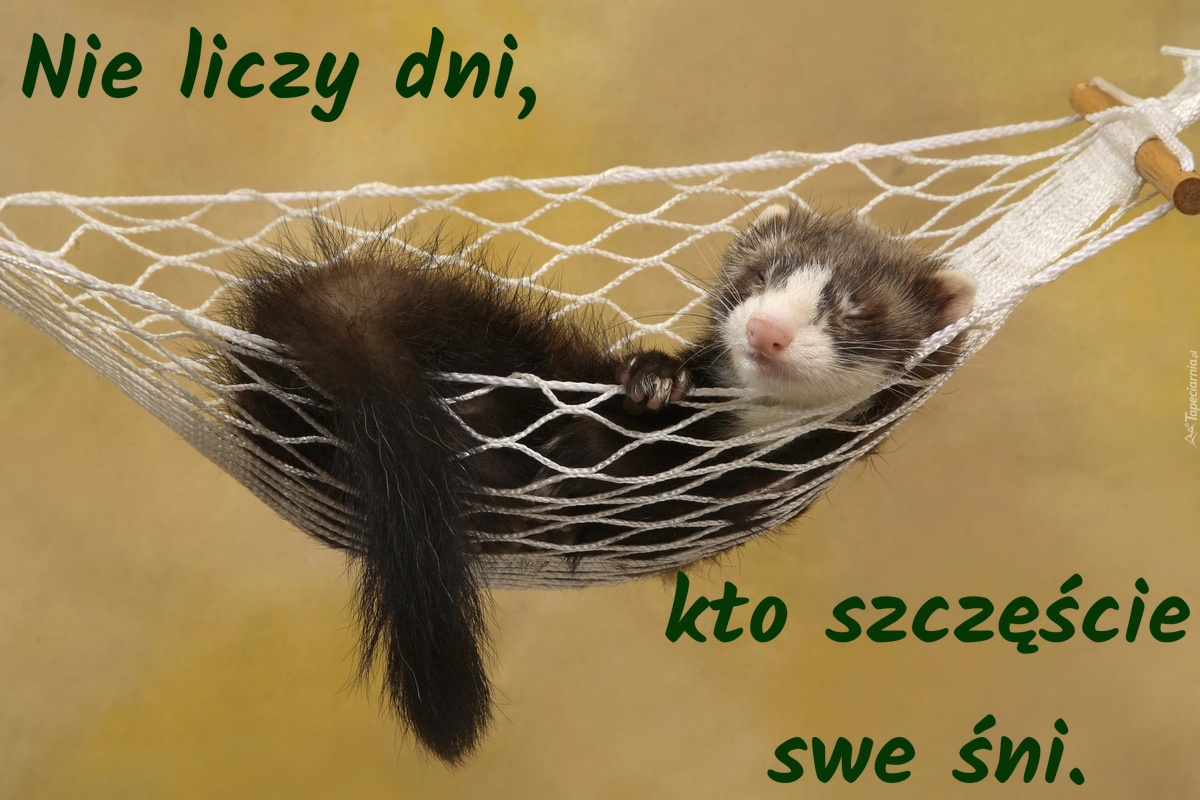 Nie liczy dni, kto szczęście swe śni