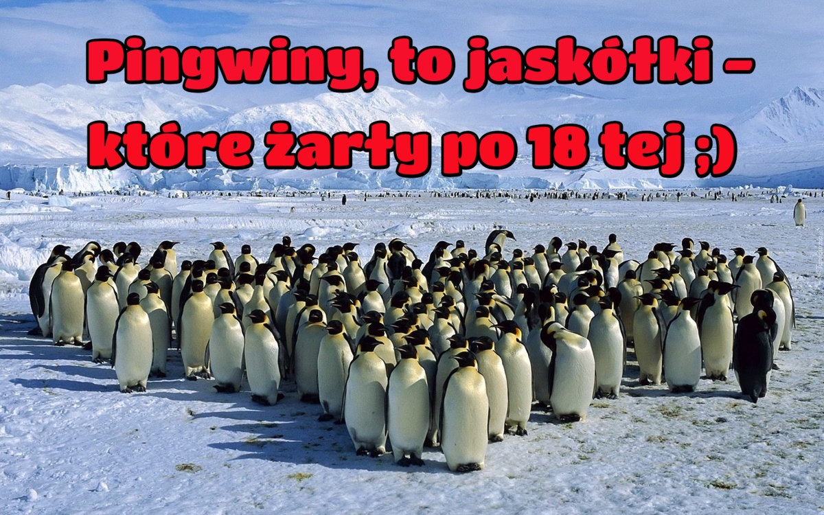 Pingwiny, to jaskółki - które żarły po 18 tej