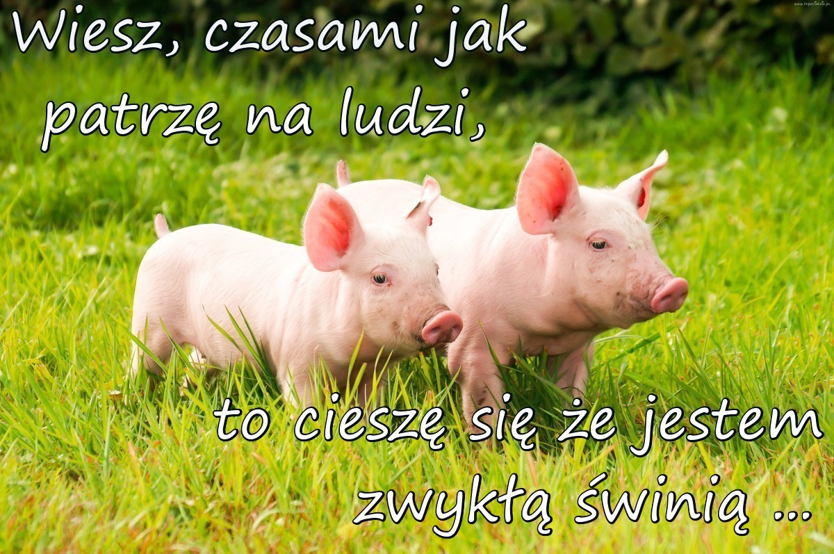 Rozmowa świń
