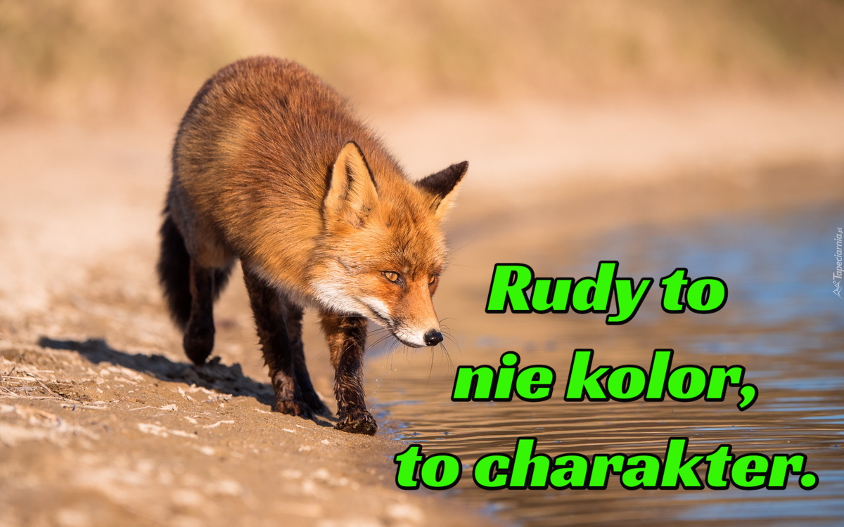 Rudy to nie kolor, to charakter