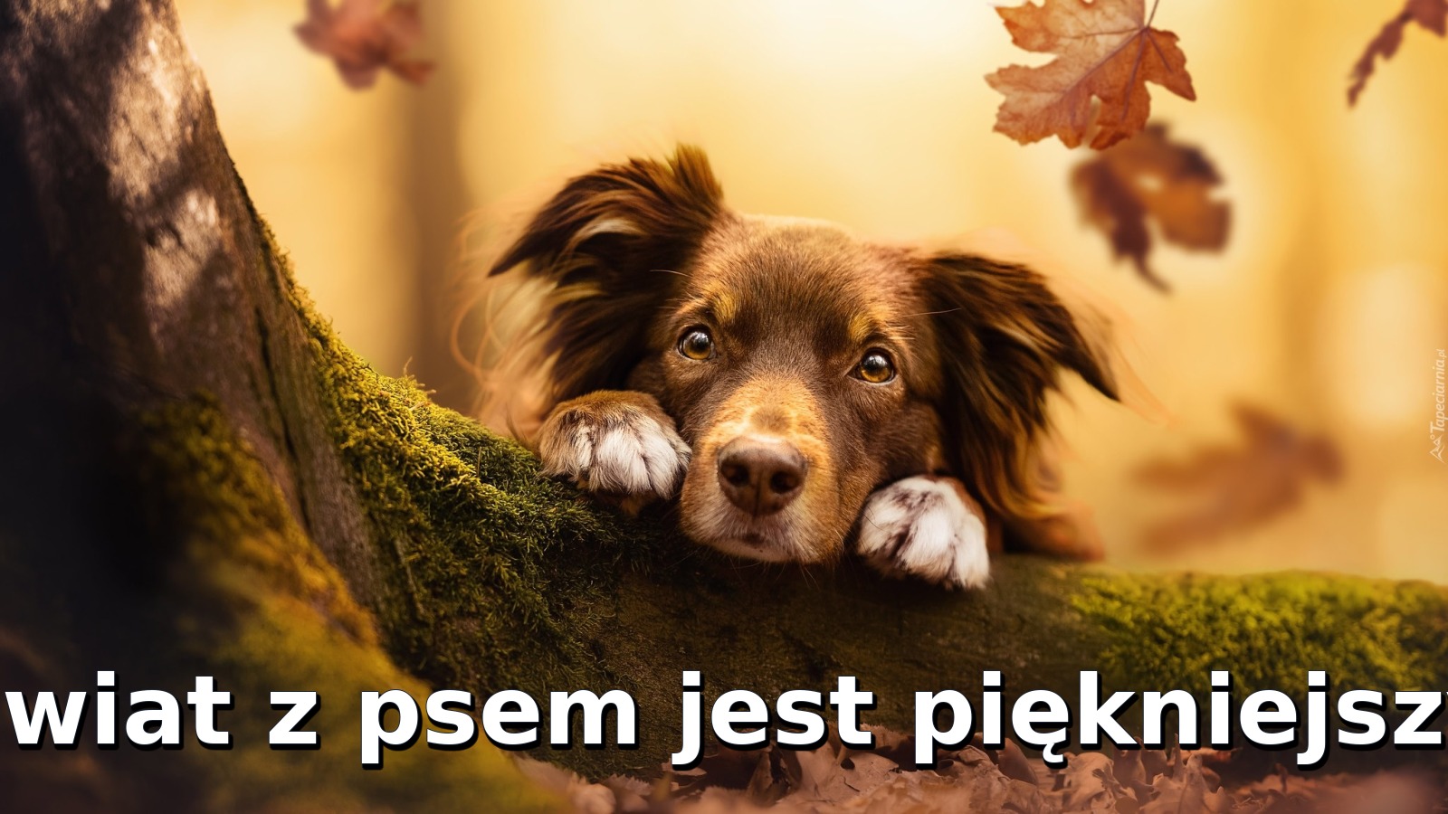 Świat z psem jest piękniejszy