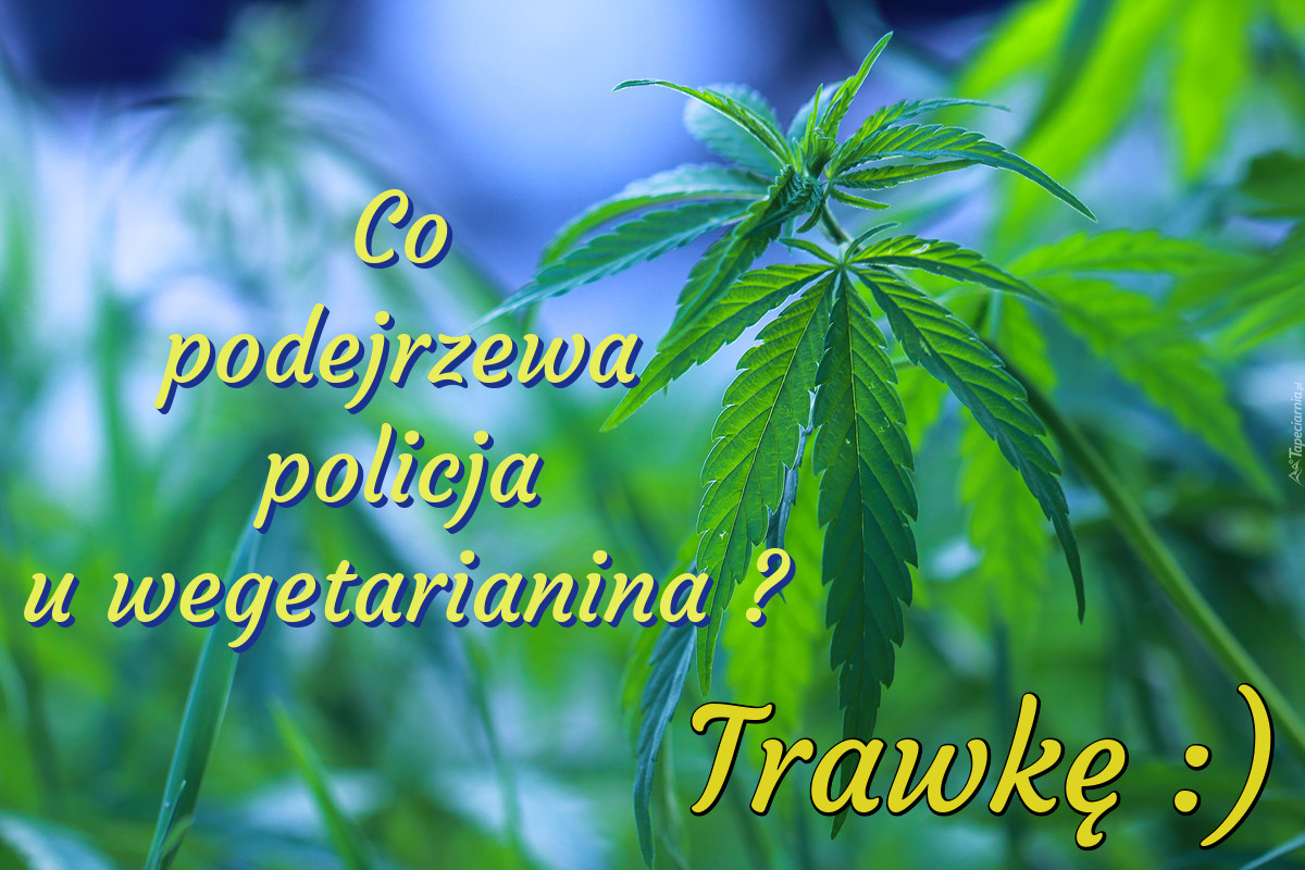 Trawka