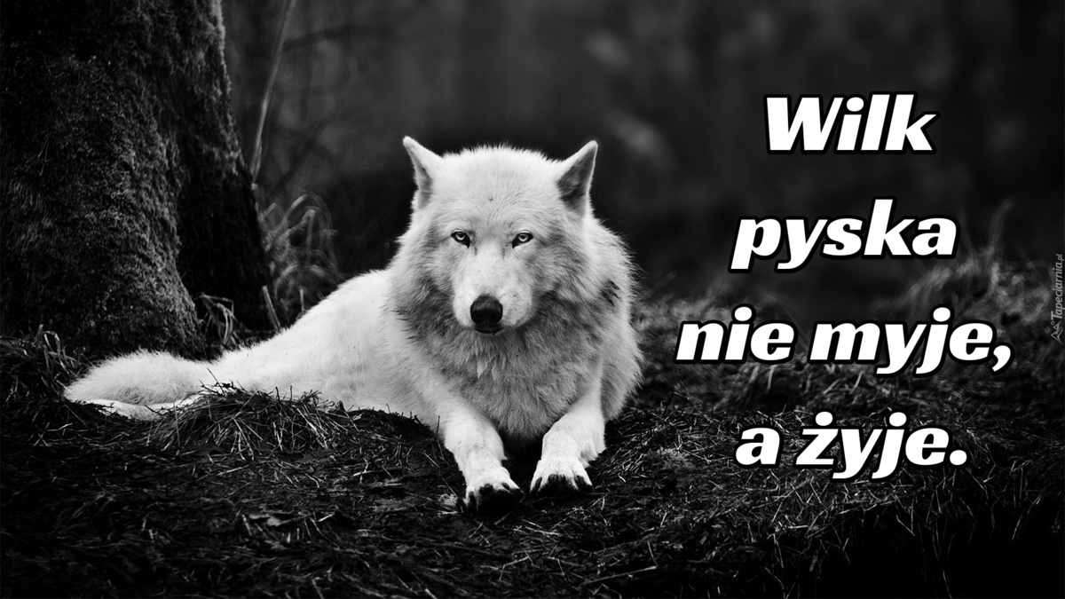 Wilk pyska nie myje, a żyje