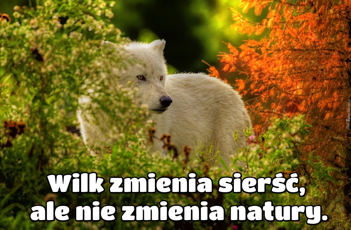 Wilk zmienia sierść, ale nie zmienia natury